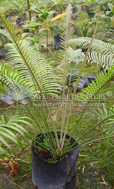 Zamia spp (Australia)